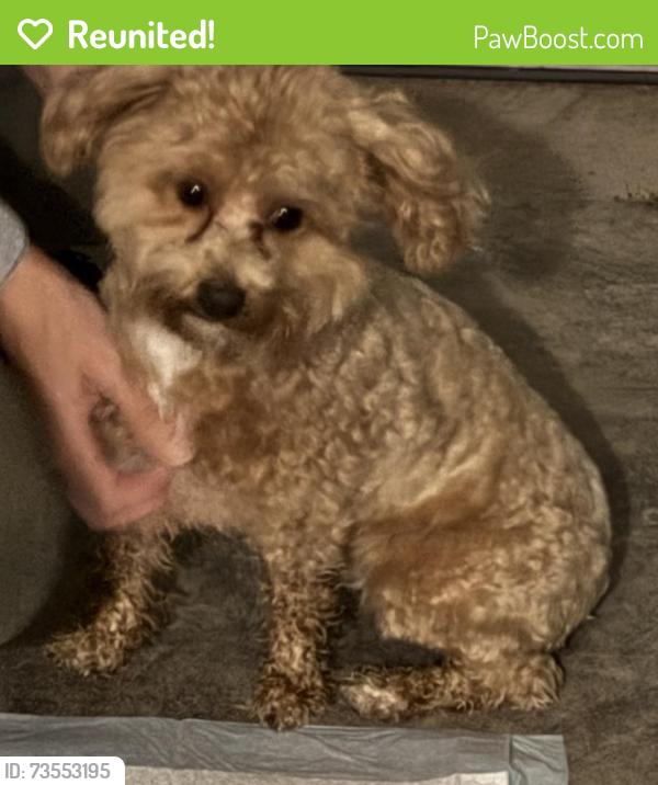 Reunited Unknown Dog last seen 123rd and Running Horse, Platte City, MO 64079