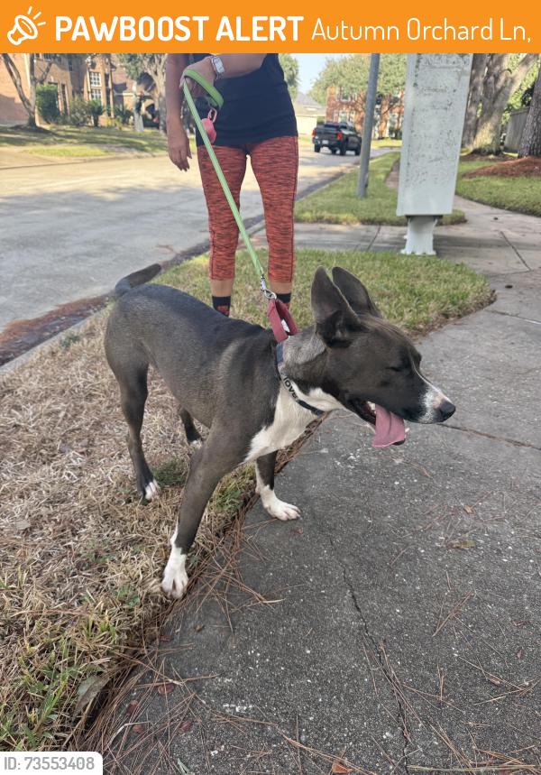 Found/Stray Unknown Dog last seen Autumn orchard ln, Autumn Orchard Ln,  77494