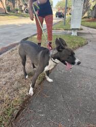 Found/Stray Unknown Dog last seen Autumn orchard ln, Autumn Orchard Ln,  77494