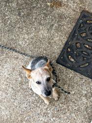 Found/Stray Female Dog last seen Heritage Baptist church., Green Oaks Blvd,  76017