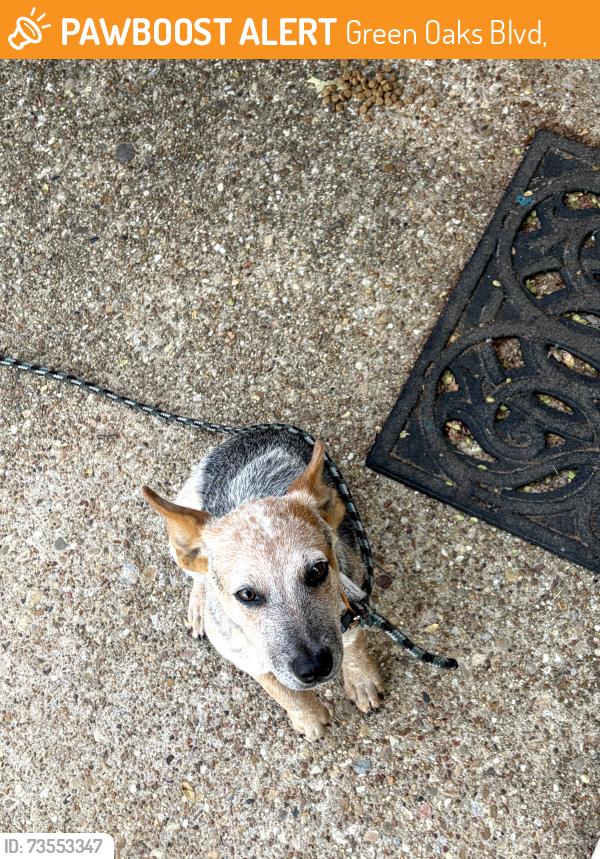 Found/Stray Female Dog last seen Heritage Baptist church., Green Oaks Blvd,  76017