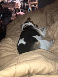 Lost Male Dog last seen Antelope Road, Alamo, CA 94507
