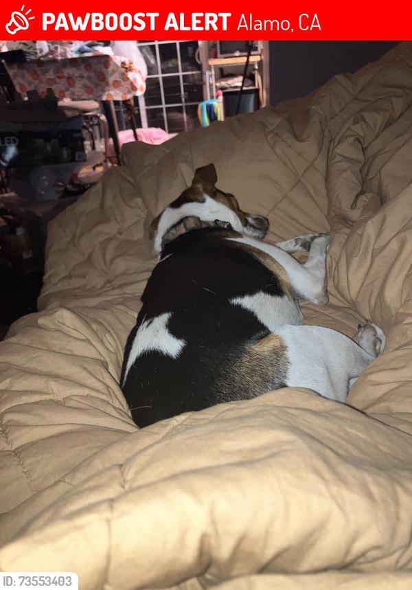 Lost Male Dog last seen Antelope Road, Alamo, CA 94507