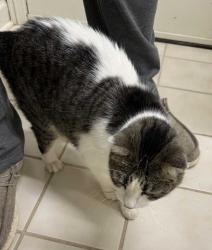 Reunited Unknown Cat last seen E 98st & Oswego Ave, Tulsa, OK 74137