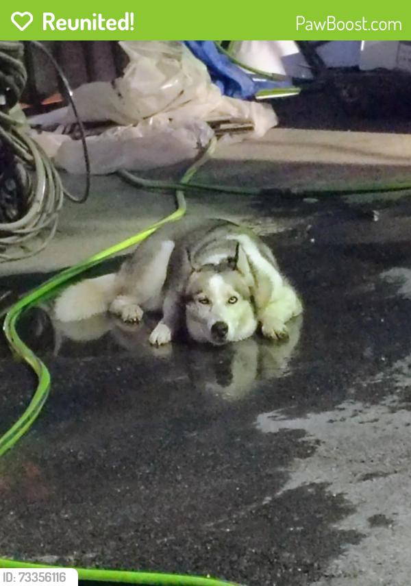 Reunited Male Dog last seen Behind iCars car lot, corner of Bruton and N Jim Miller Rd, Dallas, TX 75217