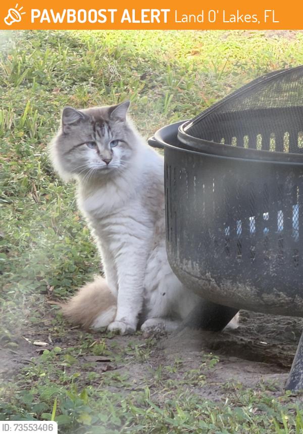 Found/Stray Unknown Cat last seen Lake Talia community, Land O' Lakes, FL 34638