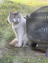 Found/Stray Unknown Cat last seen Lake Talia community, Land O' Lakes, FL 34638