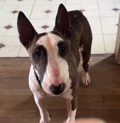 Reunited Male Dog last seen Main and crosstimbers, Houston, TX 77022
