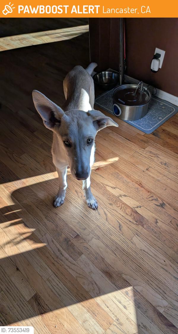 Found/Stray Female Dog last seen Regional Center of Lancaster, Lancaster, CA 93534