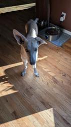 Found/Stray Female Dog last seen Regional Center of Lancaster, Lancaster, CA 93534