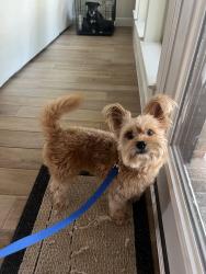 Reunited Male Dog last seen Pleasant Groves and Cumberland Blvd, Porter, TX 77365