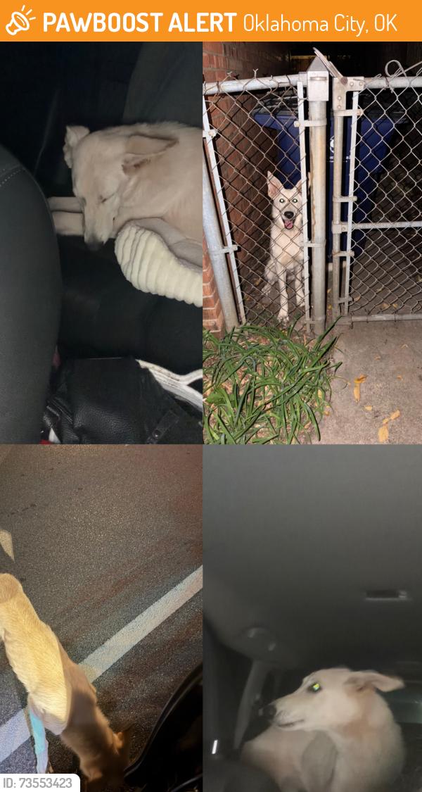 Found/Stray Female Dog last seen Hefner Road and Meridian Ave in NW OKC, Oklahoma City, OK 73162