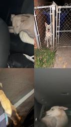 Found/Stray Female Dog last seen Hefner Road and Meridian Ave in NW OKC, Oklahoma City, OK 73162