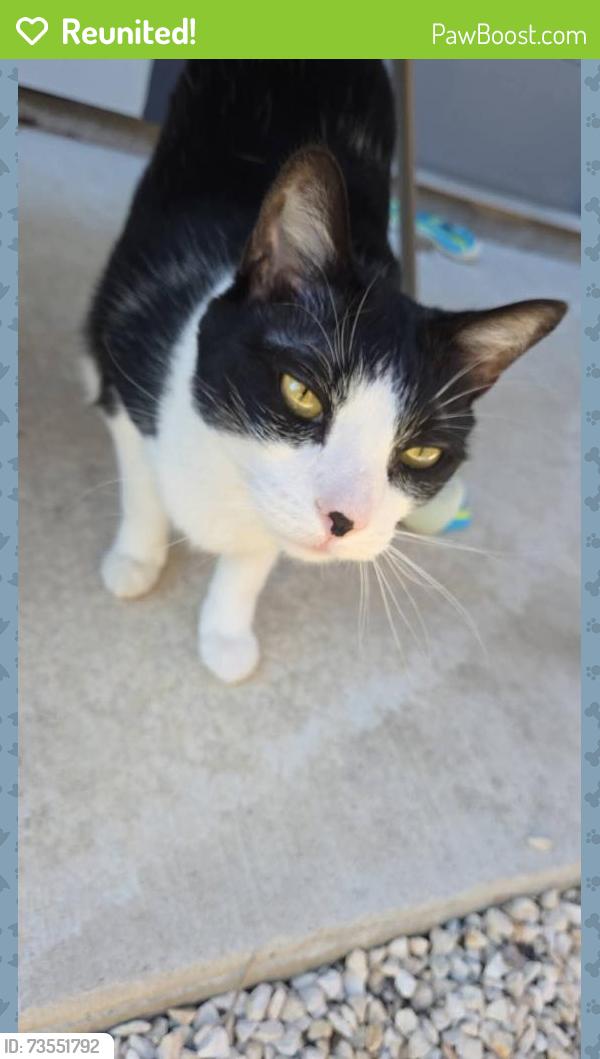 Reunited Male Cat last seen Near Azalea Dr, Temple, TX 76502, USA, Temple, TX 76502