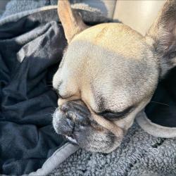 Shelter Stray Male Dog last seen , 5570 Sturmer Park Cir, Winston-Salem, NC 27105, USA