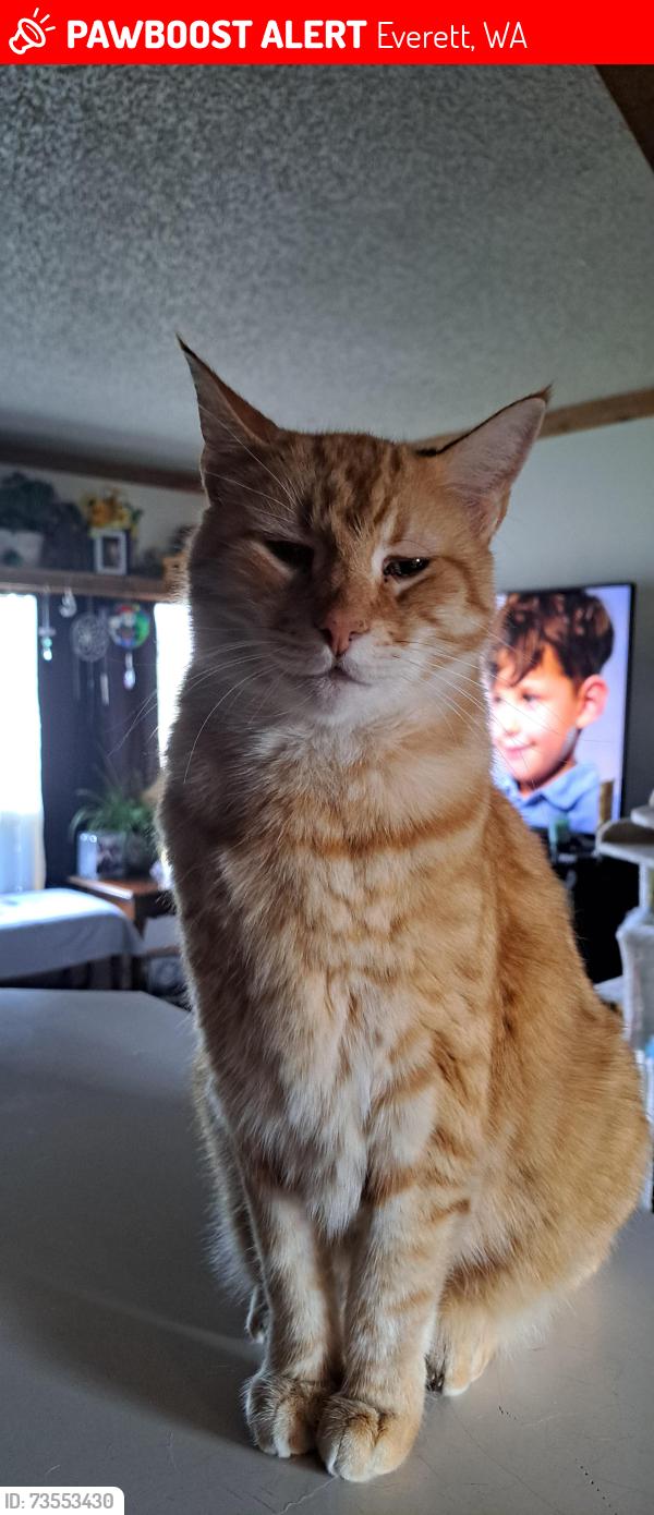 Lost Male Cat last seen Hobby lobby and buzzinn steak hse, Everett, WA 98204