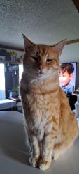 Lost Male Cat last seen Hobby lobby and buzzinn steak hse, Everett, WA 98204