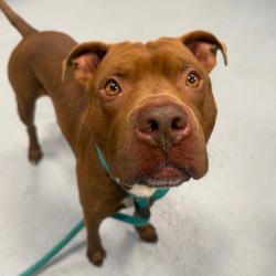 Shelter Stray Male Dog last seen , Animal Care & Control Team of Philly, 111 W Hunting Park Ave, Philadelphia, PA 19140, USA