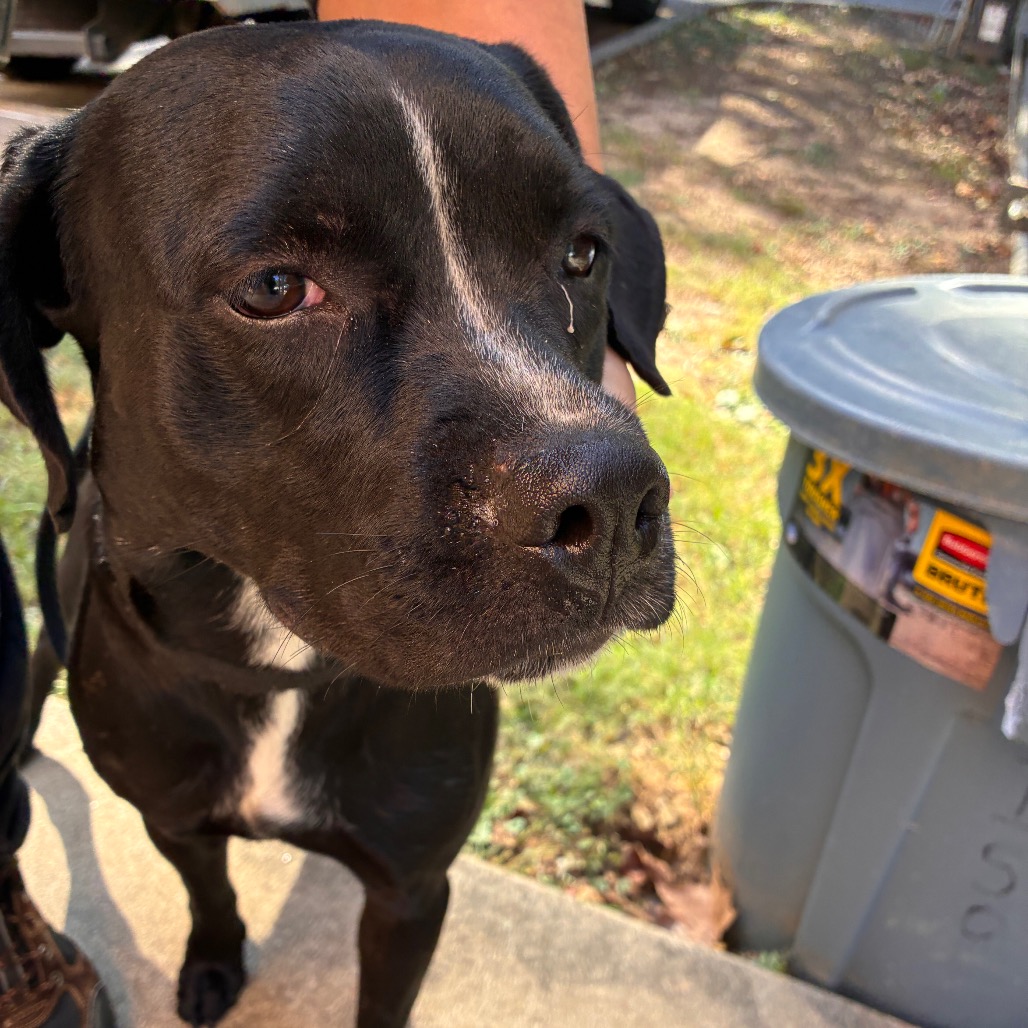 Shelter Stray Female Dog last seen , 4900 Milgen Rd, Columbus, GA 31907, USA