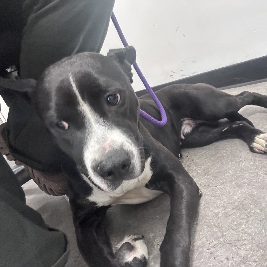 Shelter Stray Female Dog last seen , Animal Care & Control Team of Philly, 111 W Hunting Park Ave, Philadelphia, PA 19140, USA