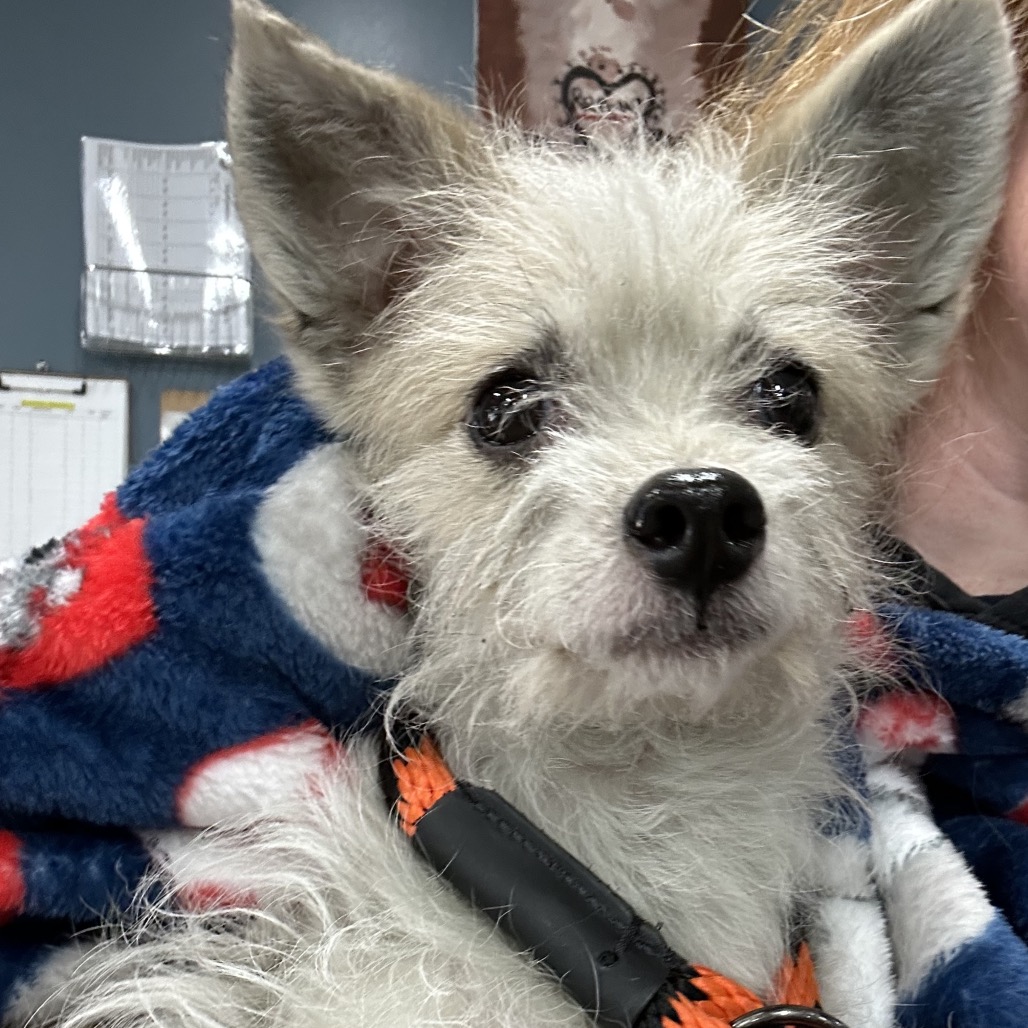 Shelter Stray Female Dog last seen , 124 Evergreen Ave, Newark, NJ 07114, USA