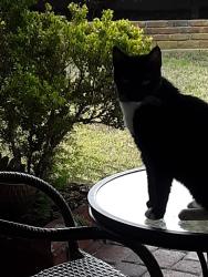 Reunited Female Cat last seen Vermont and Clarion Dr., West Carson, CA 90502