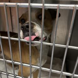 Shelter Stray Unknown Dog last seen , 980 Guilford College Rd, Greensboro, NC 27409, USA