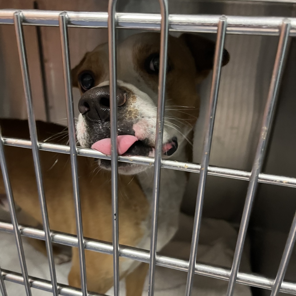 Shelter Stray Unknown Dog last seen , 980 Guilford College Rd, Greensboro, NC 27409, USA