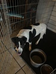 Found/Stray Male Dog last seen W sweetwater Ave, Glendale, AZ 85304