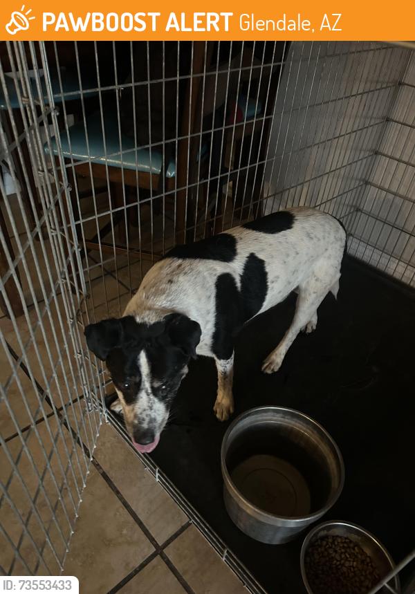 Found/Stray Male Dog last seen W sweetwater Ave, Glendale, AZ 85304
