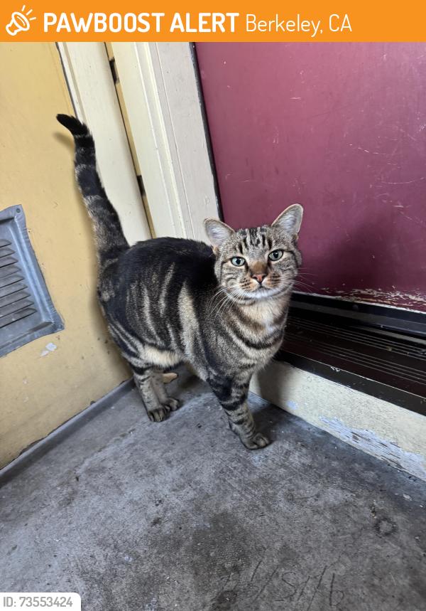Found/Stray Unknown Cat last seen Woolsey street 1600 block between King and California, Berkeley, CA 94703