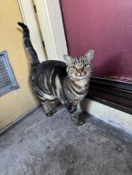 Found/Stray Unknown Cat last seen Woolsey street 1600 block between King and California, Berkeley, CA 94703