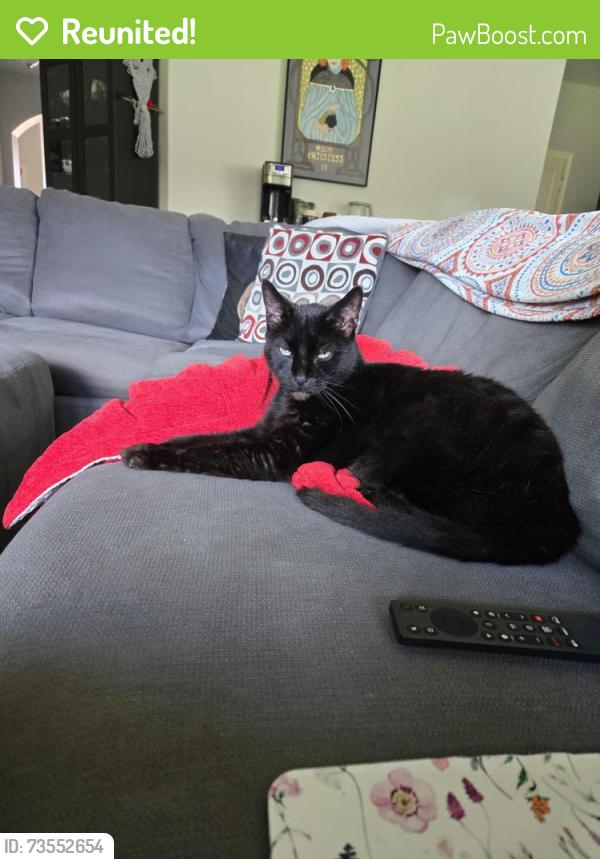 Reunited Male Cat last seen Foxtail Dr and Fullborne, Anna, TX 75409