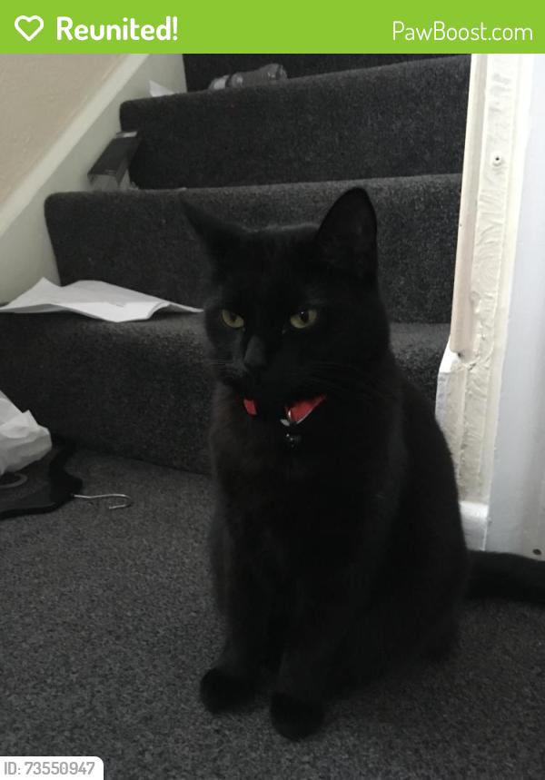 Reunited Female Cat last seen Around London rd area, Essex, England CO15 3SZ