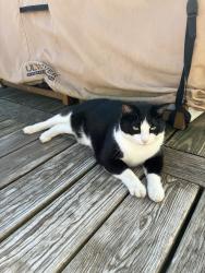 Found/Stray Male Cat last seen Letchworth Ave, near Westgate Park, Columbus, OH 43204