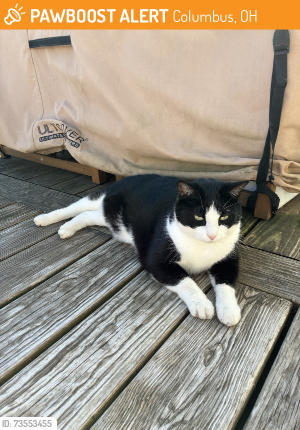 Found/Stray Male Cat last seen Letchworth Ave, near Westgate Park, Columbus, OH 43204