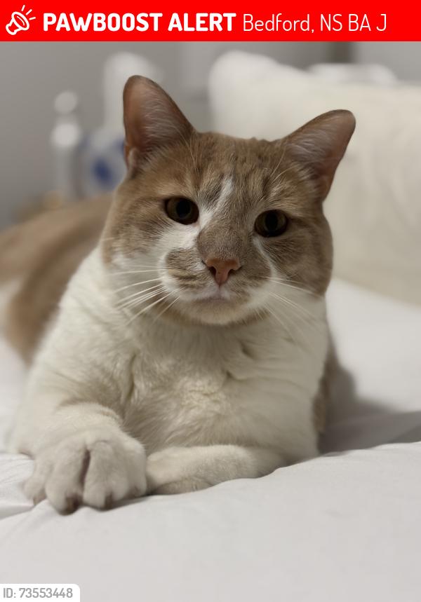 Lost Male Cat last seen Near Armenia drive apmt complex, Bedford, NS B4A 0J9