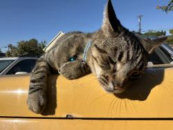 Found/Stray Male Cat last seen Adoree and Duffield, La Mirada, CA 90638