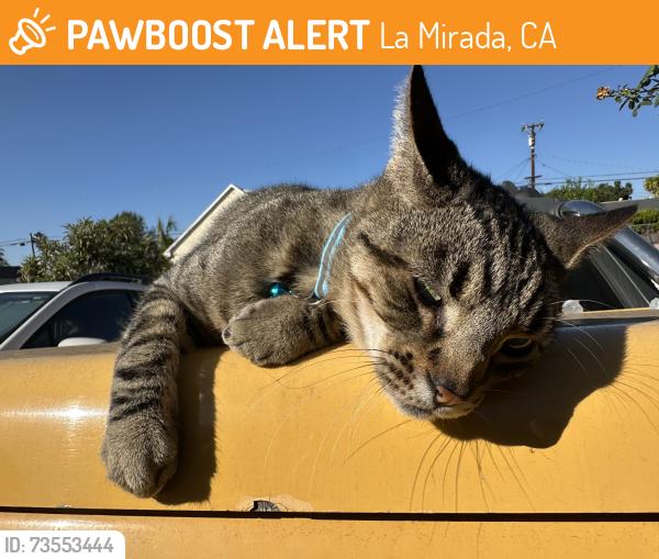 Found/Stray Male Cat last seen Adoree and Duffield, La Mirada, CA 90638