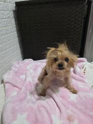 Lost Female Dog last seen Catalina Circle vallejo, Vallejo, CA 94589