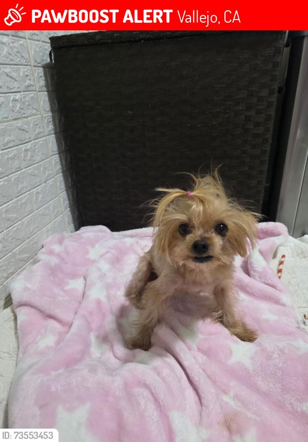 Lost Female Dog last seen Catalina Circle vallejo, Vallejo, CA 94589