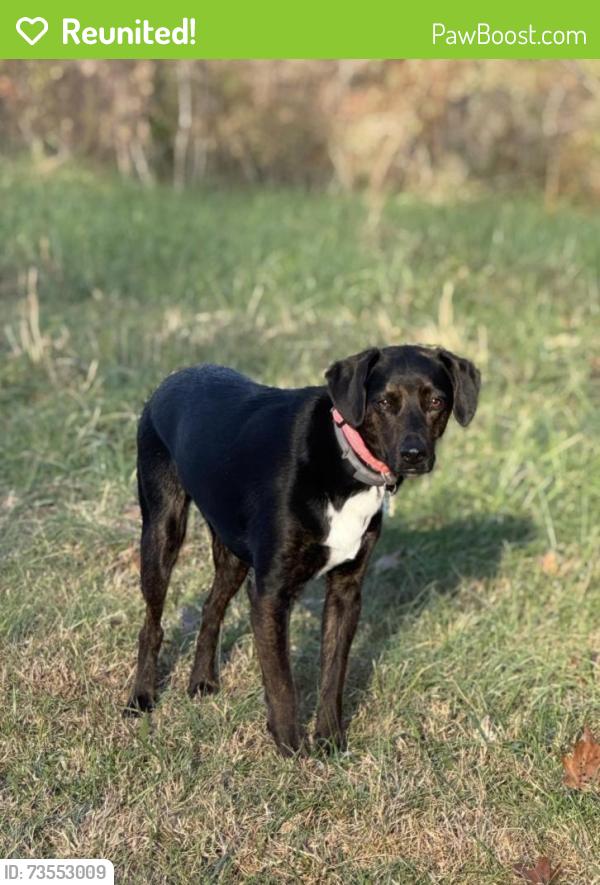 Reunited Female Dog last seen Lenoir Veterinary hosp, Lenoir, NC 28645