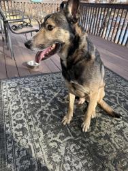 Reunited Male Dog last seen Livonia cemetery, Livonia Township, MN 55398