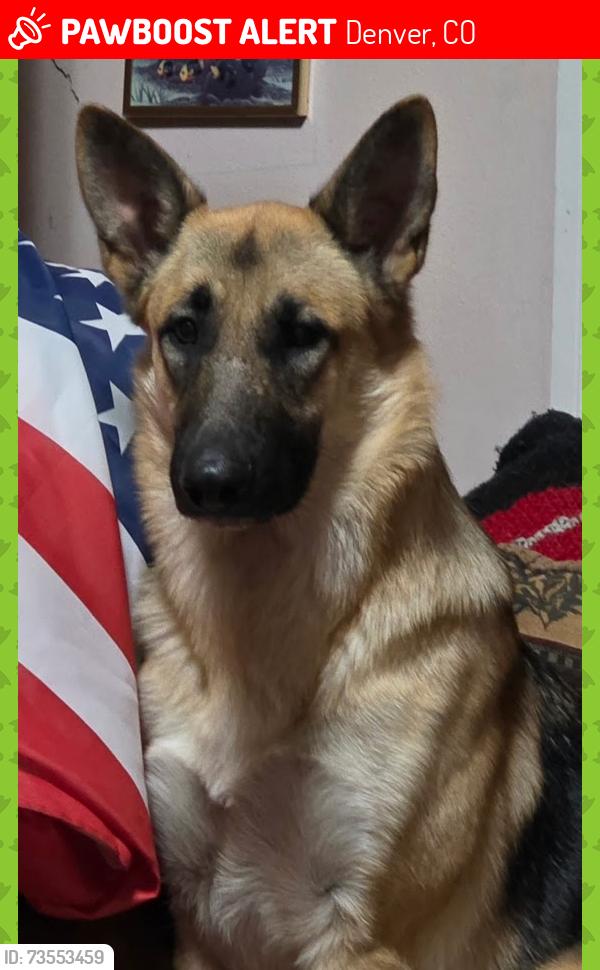Lost Female Dog last seen South Emerson St & Ellsworth, Denver, CO 80209