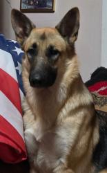 Lost Female Dog last seen South Emerson St & Ellsworth, Denver, CO 80209