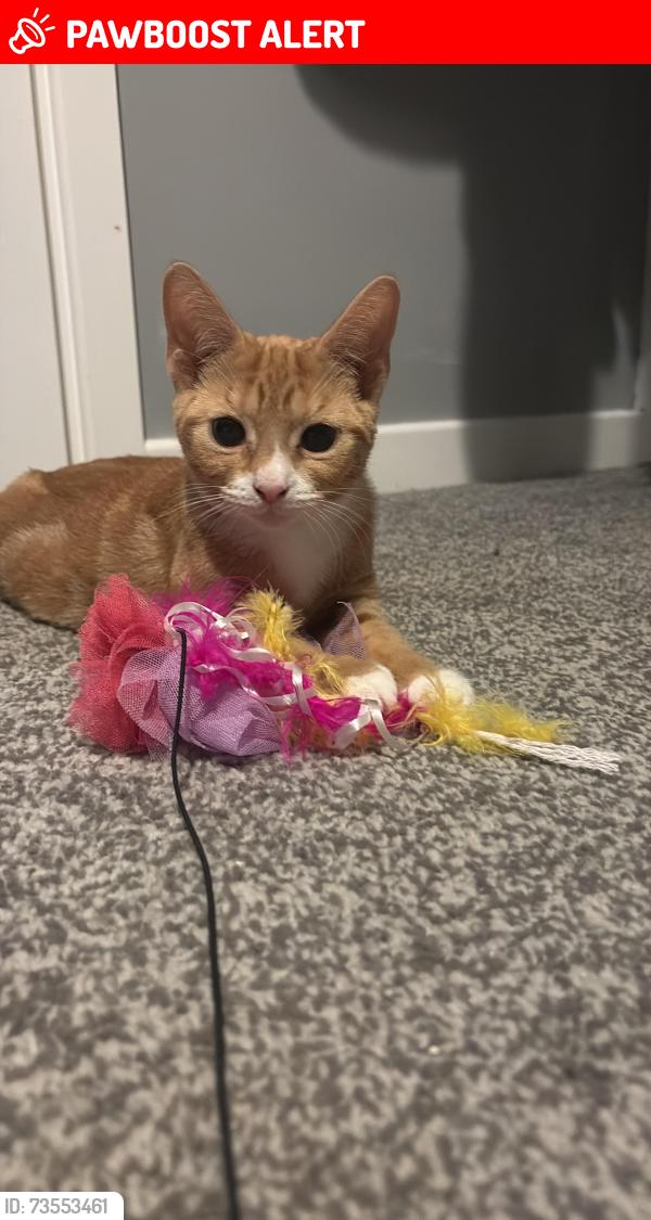 Lost Female Cat last seen Out side my hse, Drakelow, England DE15 9WN