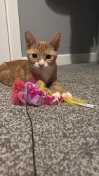 Lost Female Cat last seen Out side my hse, Drakelow, England DE15 9WN