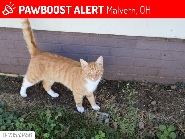 Lost Male Cat last seen Cherry street malvern ohio, Malvern, OH 44644