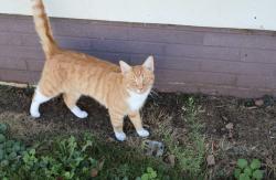Lost Male Cat last seen Cherry street malvern ohio, Malvern, OH 44644