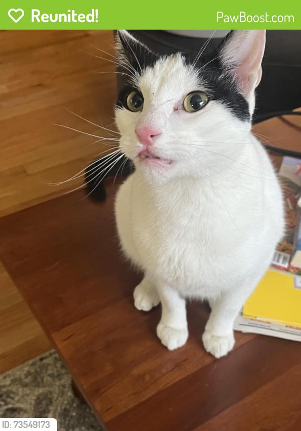Reunited Male Cat last seen New Meadow Road/Ferrier Ave, back of Heritage, Barrington, RI 02806